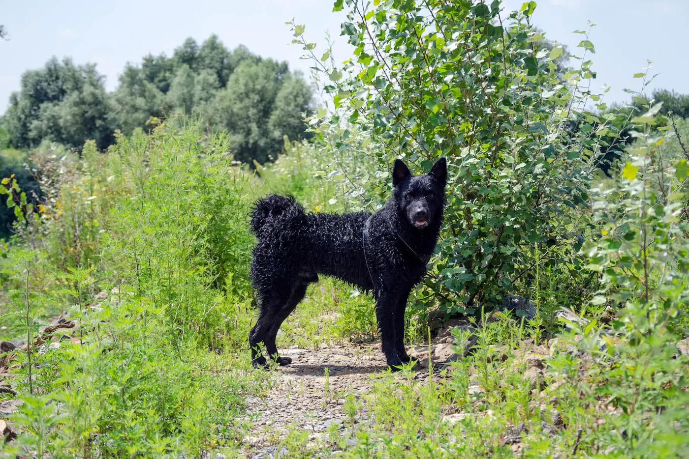 Croatian Sheepdog breed photo