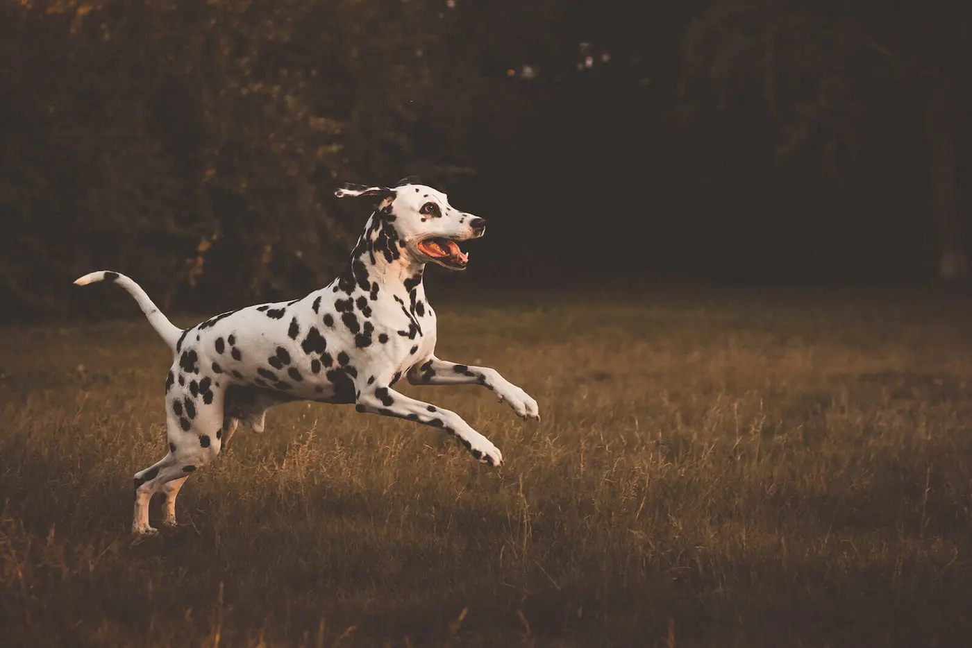Dalmatian breed photo