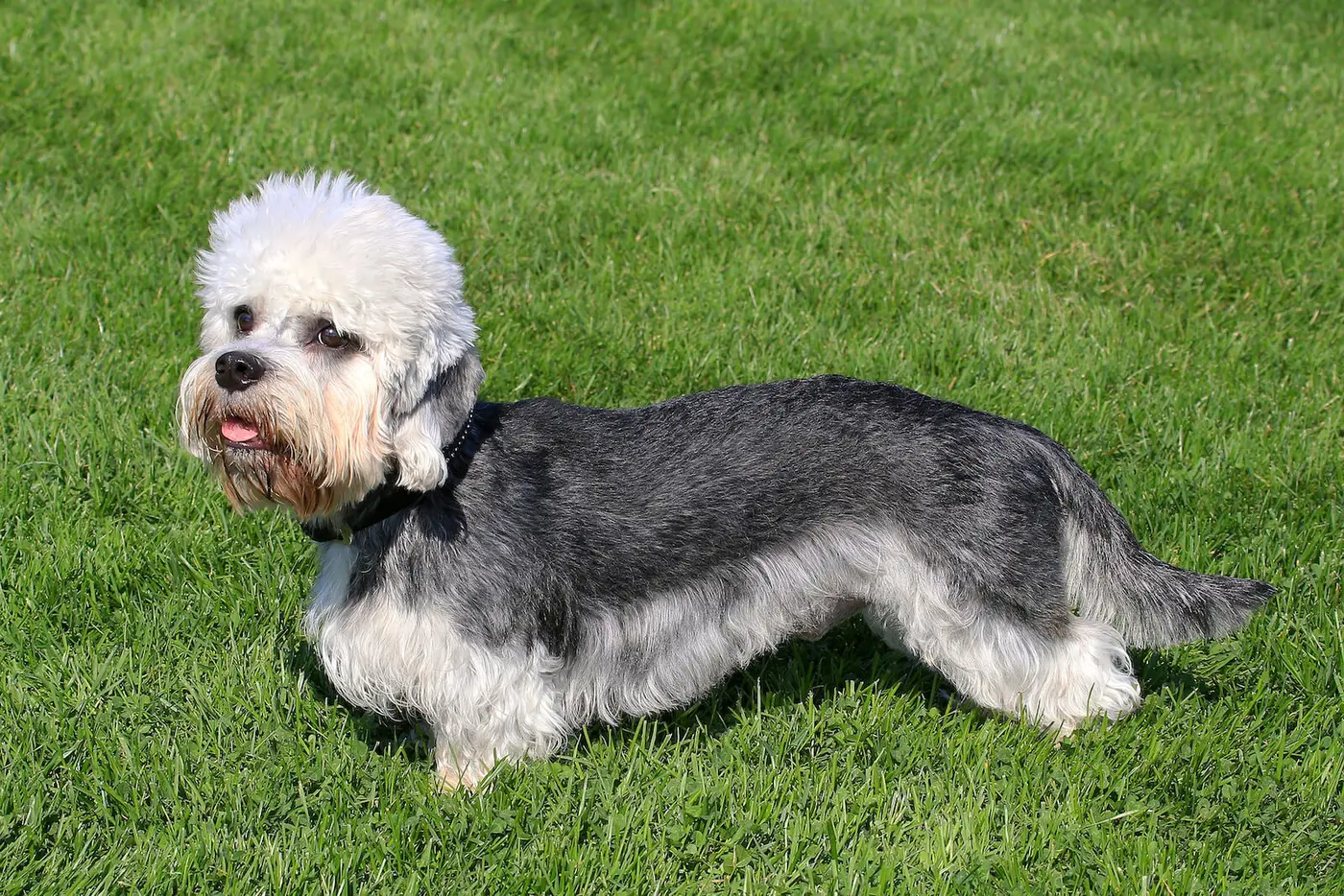 Dandie Dinmont Terrier breed photo