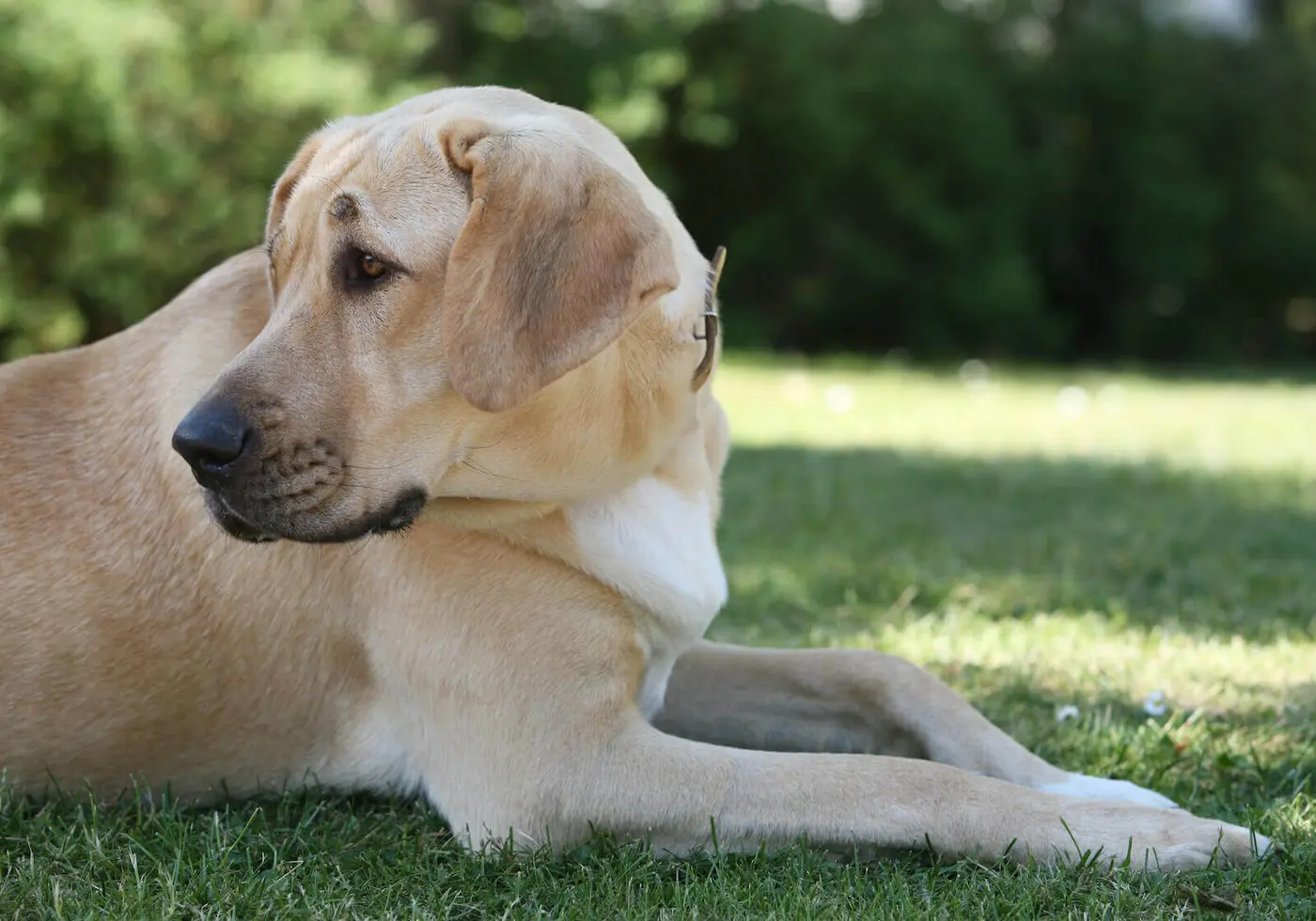 Danish Broholmer breed photo