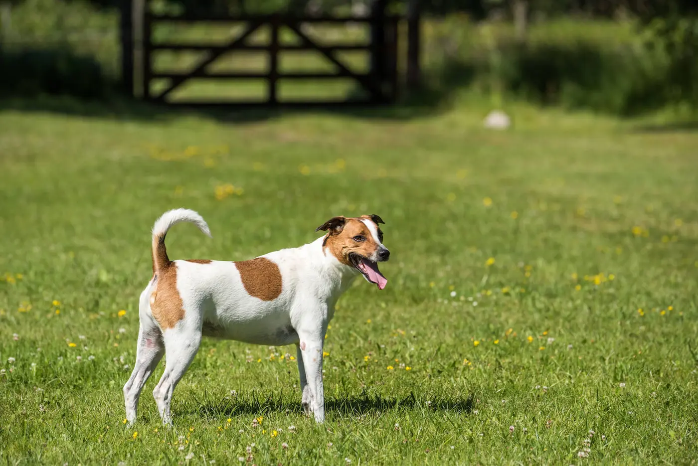 Danish-Swedish Farmdog breed photo