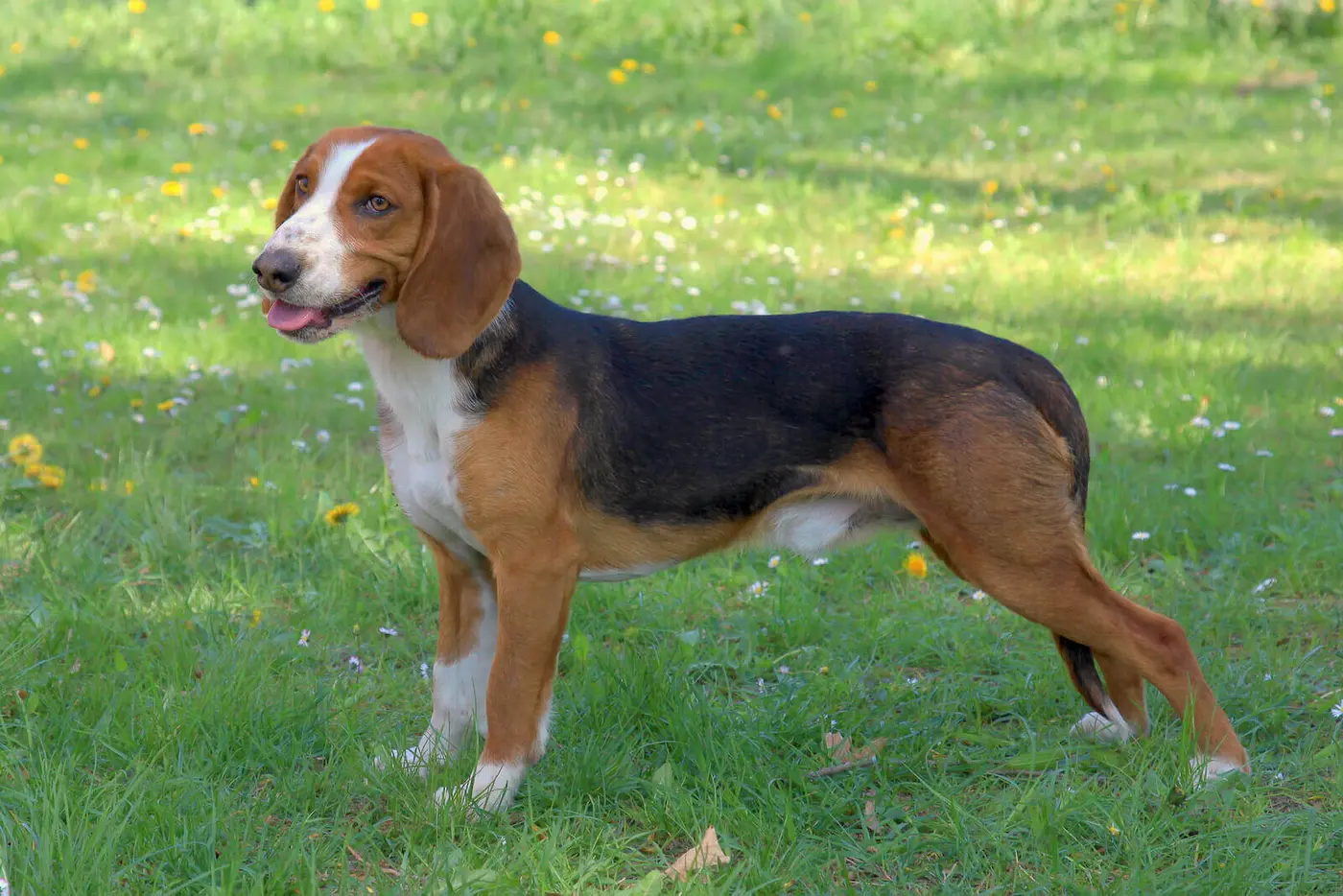 Deutsche Bracke breed photo