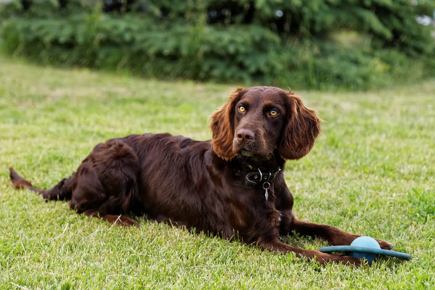 Deutscher Wachtelhund breed photo