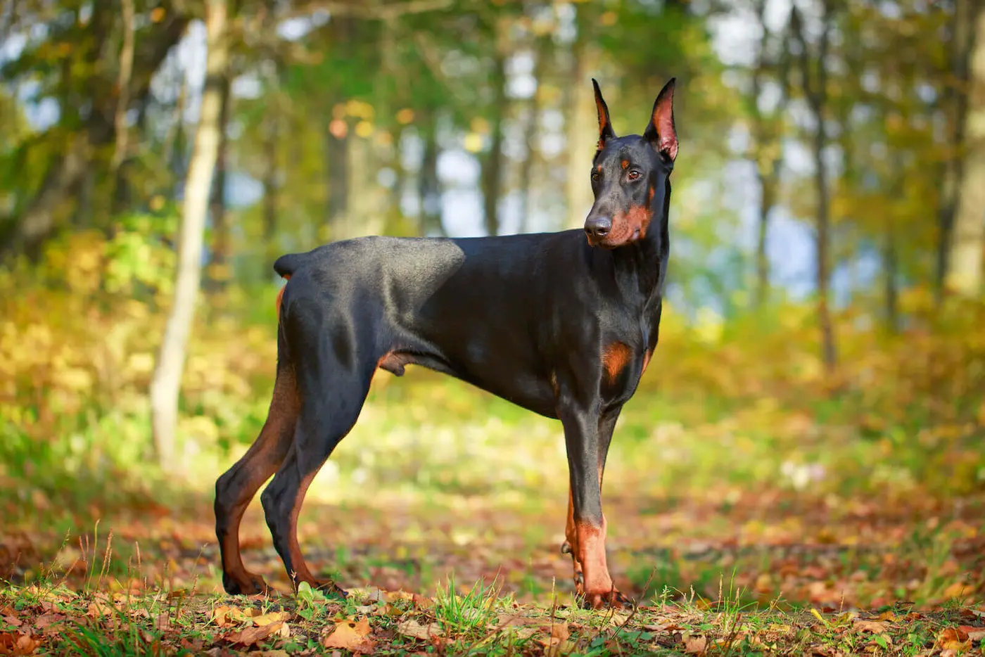 Doberman Pinscher breed photo