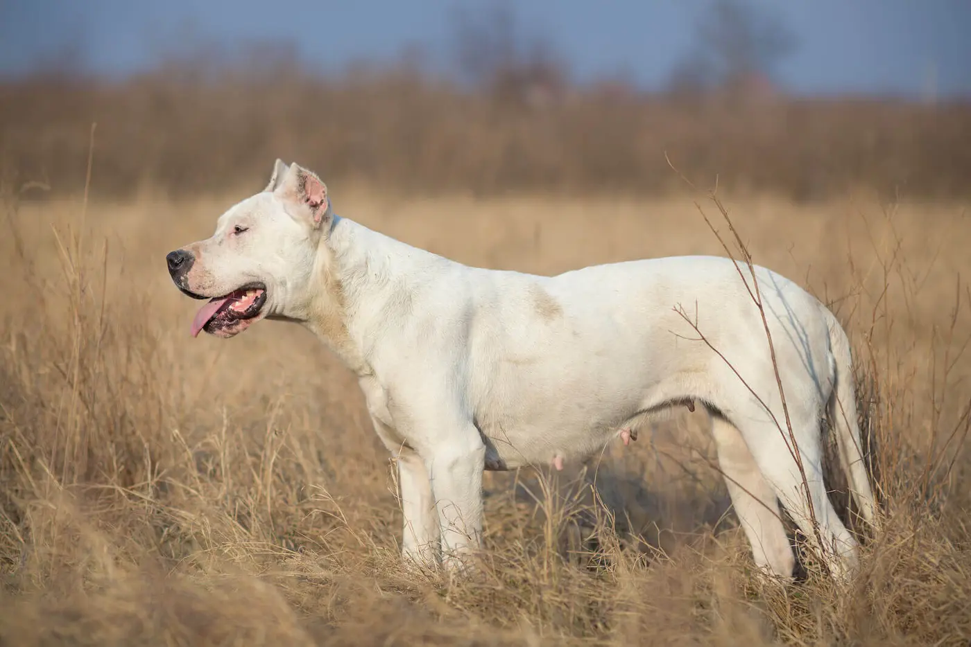 Dogo Argentino breed photo
