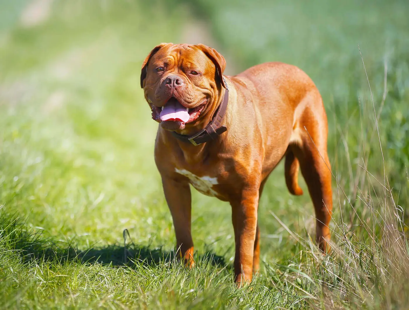 Dogue de Bordeaux breed photo