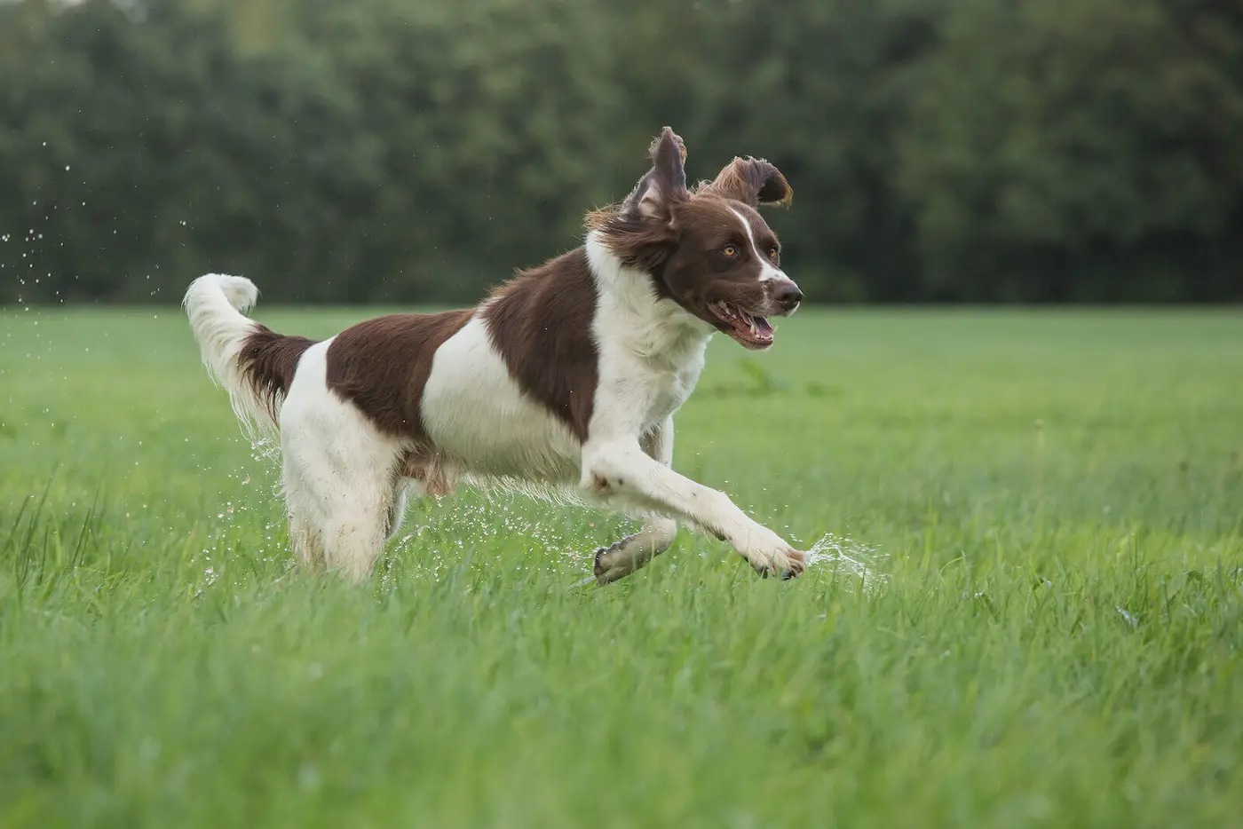 Drentse Patrijshond breed photo