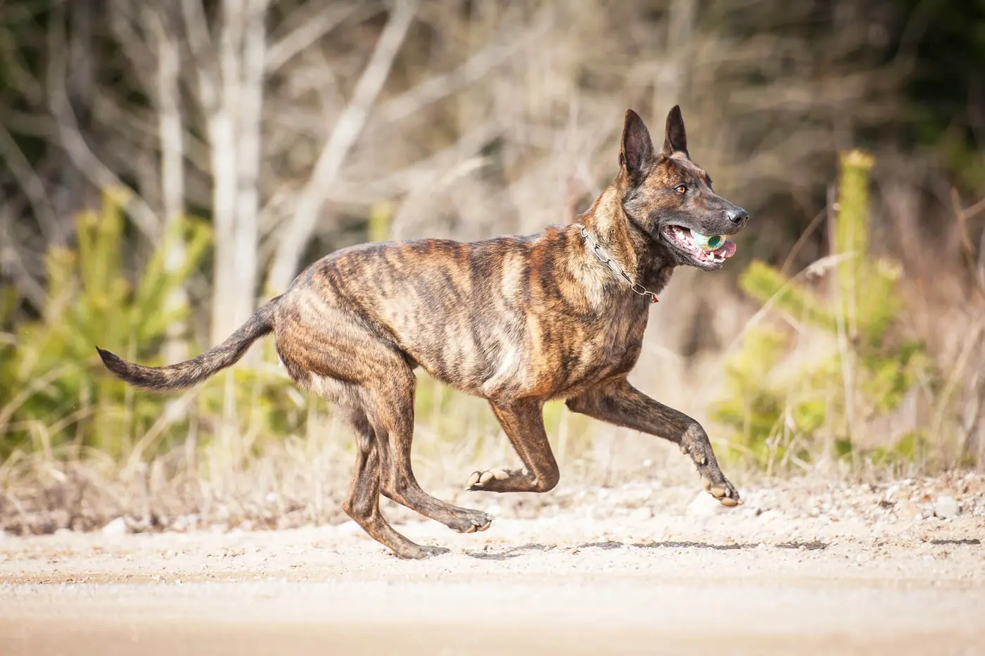 Dutch Shepherd breed photo