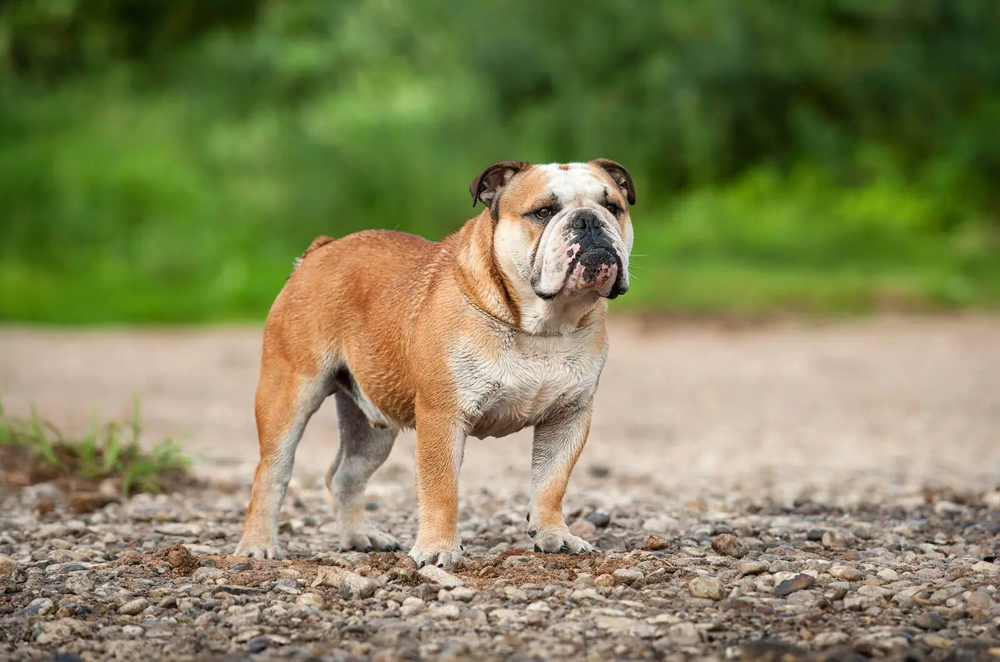 English Bulldog breed photo