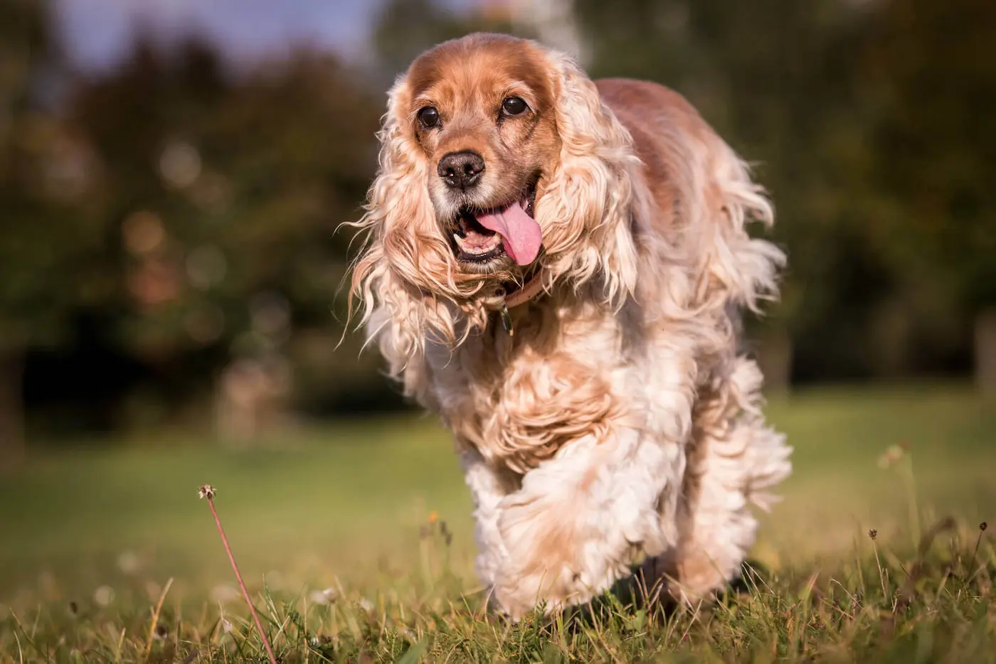 English Cocker Spaniel breed photo
