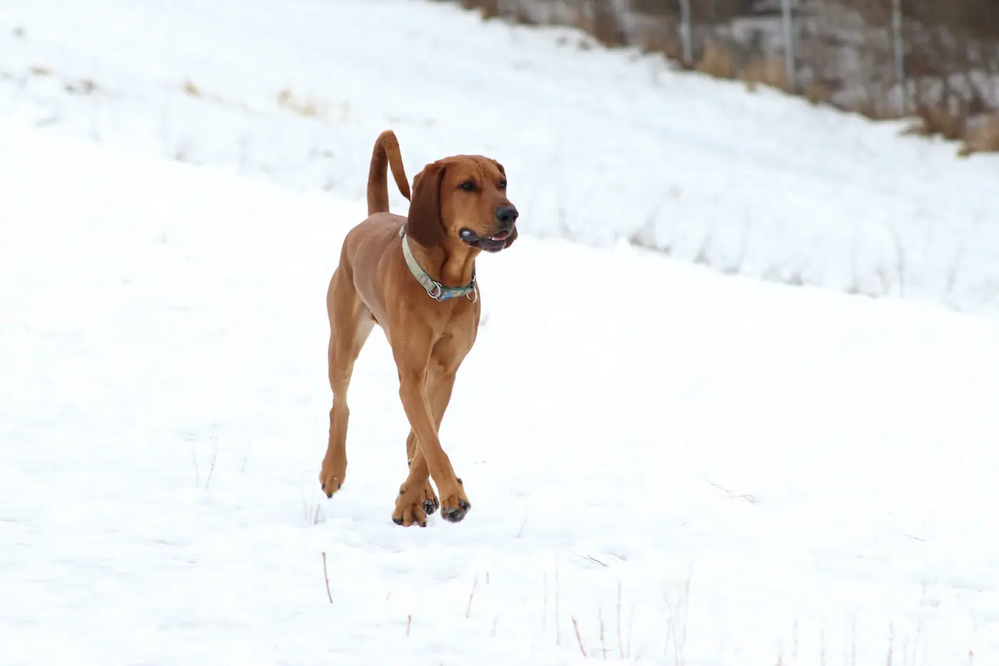 English Coonhound breed photo