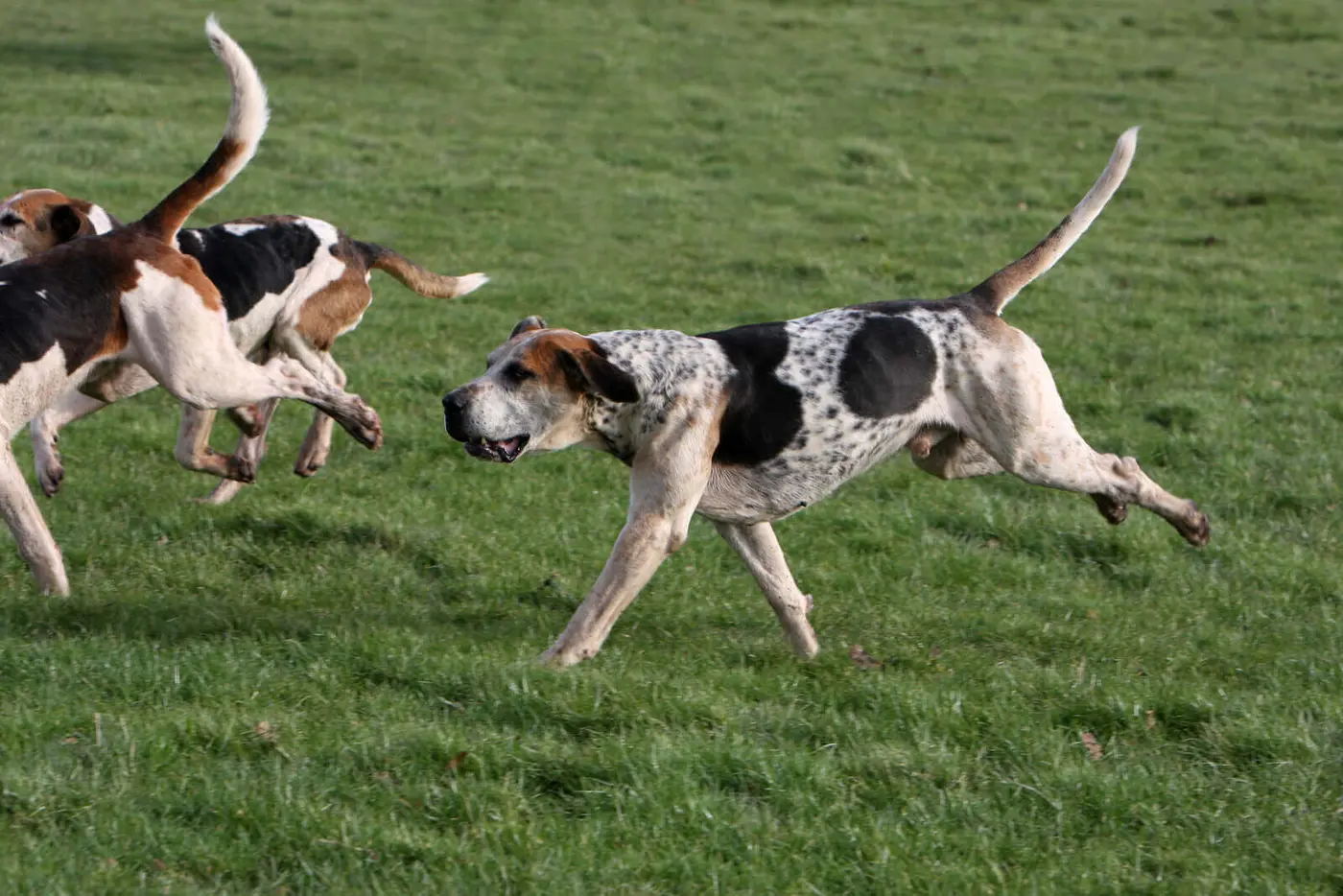 English Foxhound breed photo