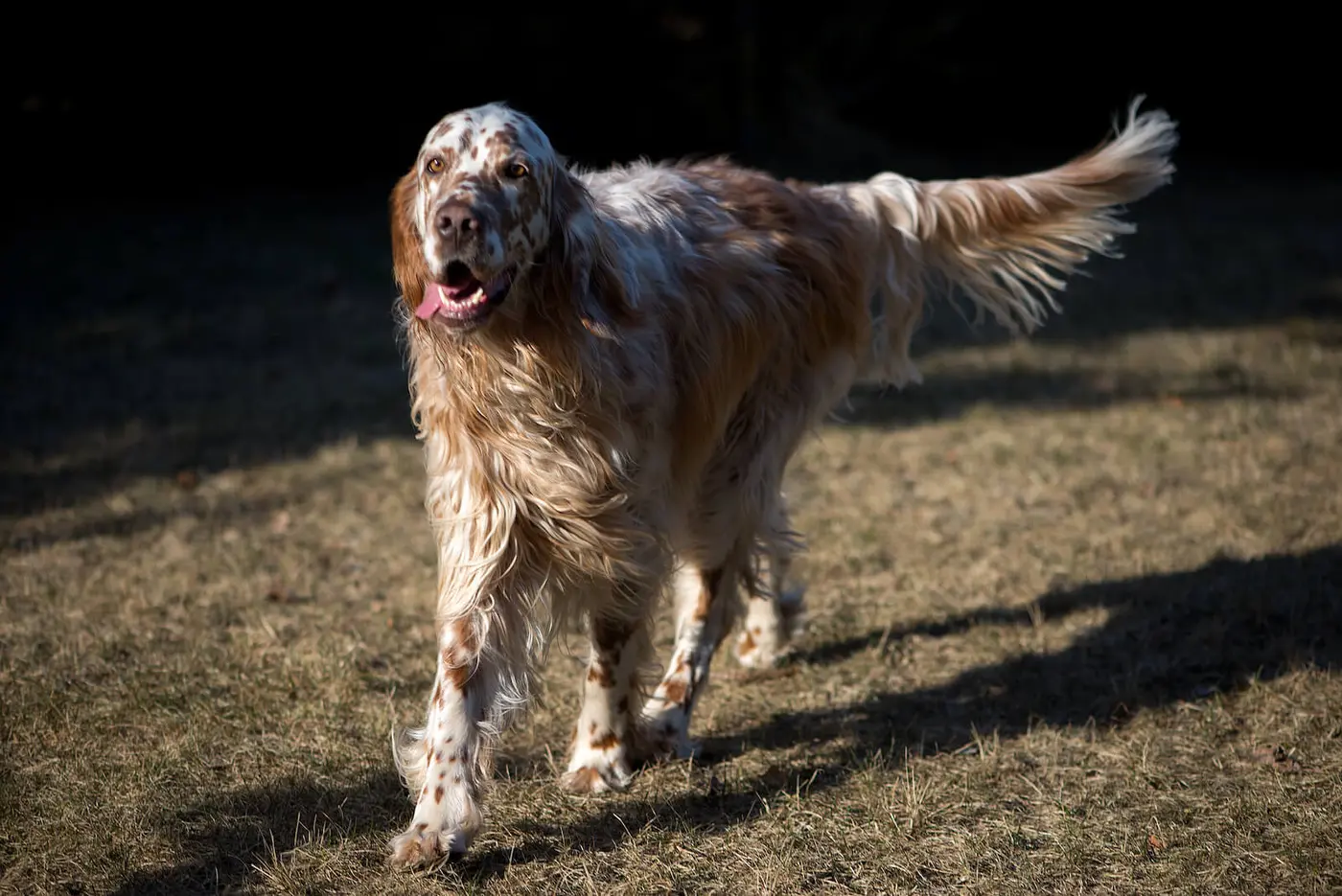 English Setter breed photo