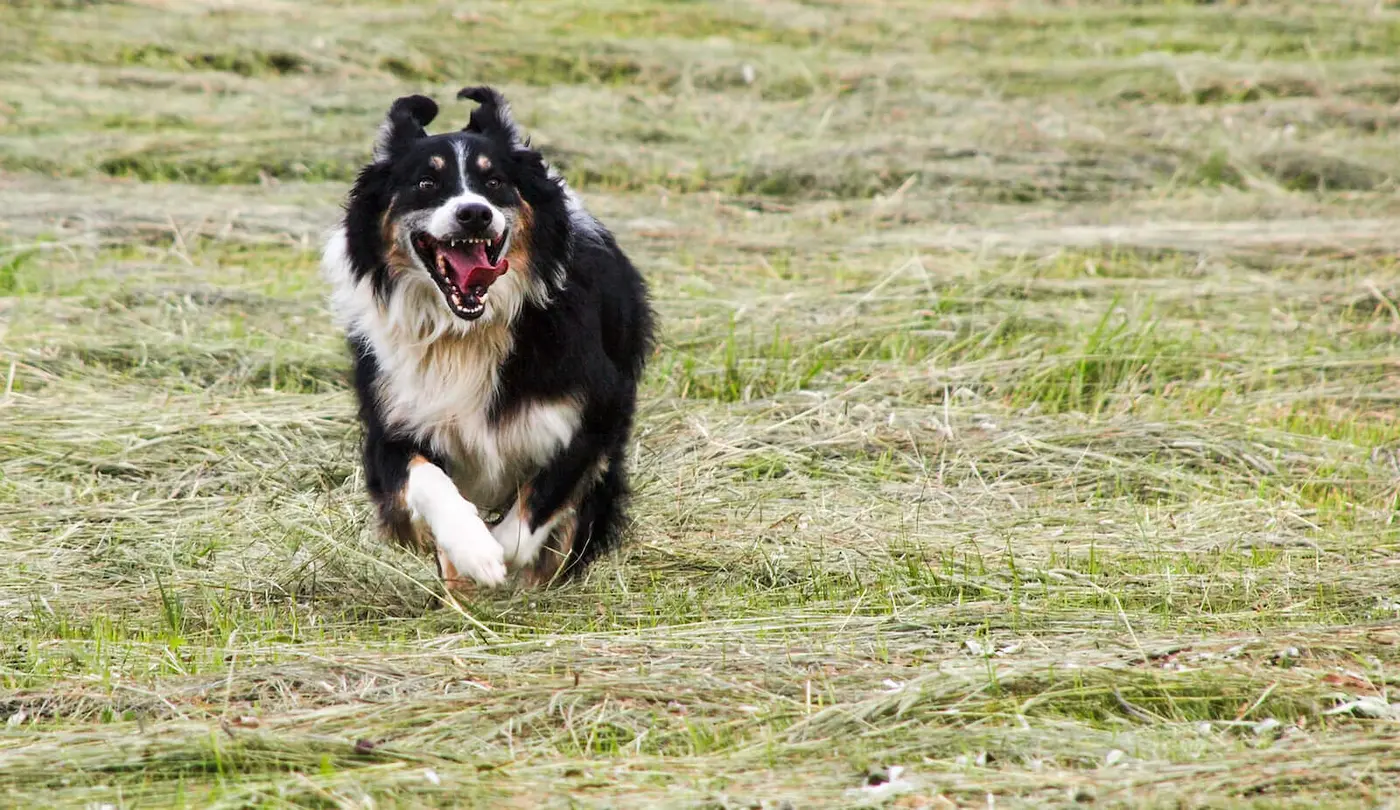 English Shepherd breed photo