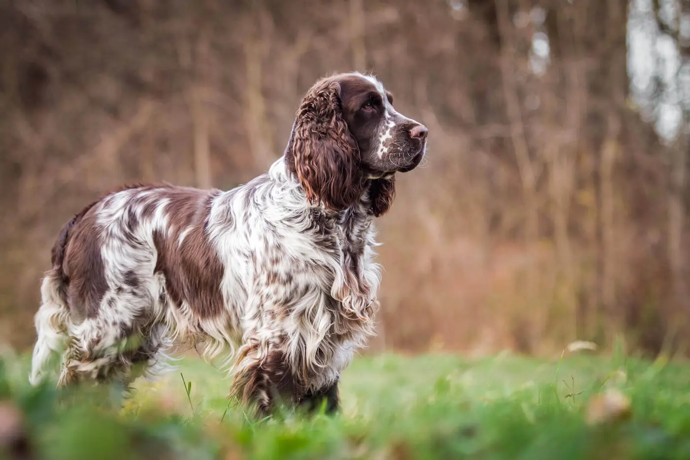 English Springer Spaniel breed photo