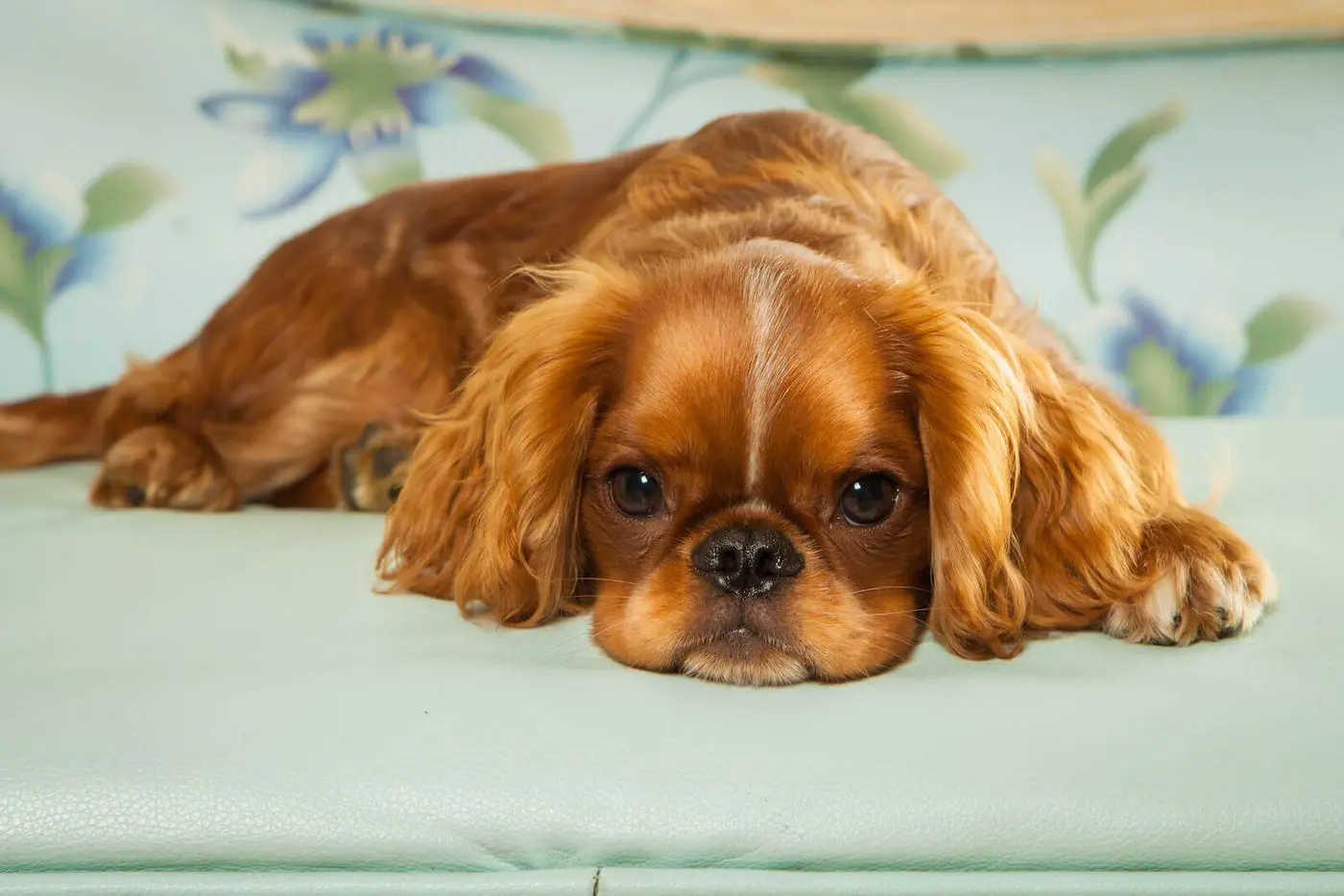 English Toy Spaniel breed photo