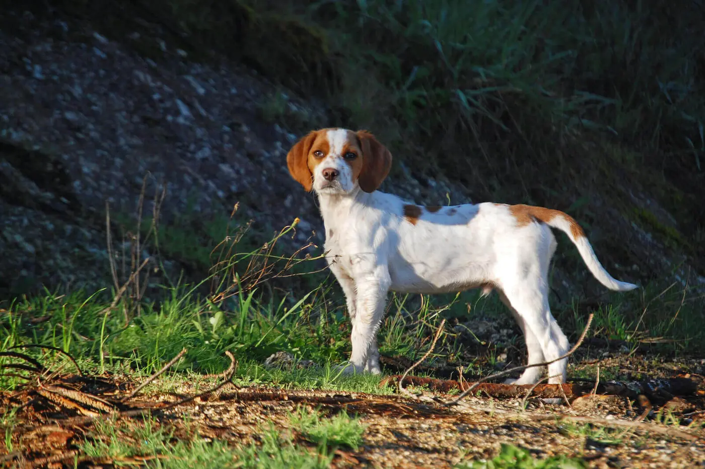 French Brittany breed photo
