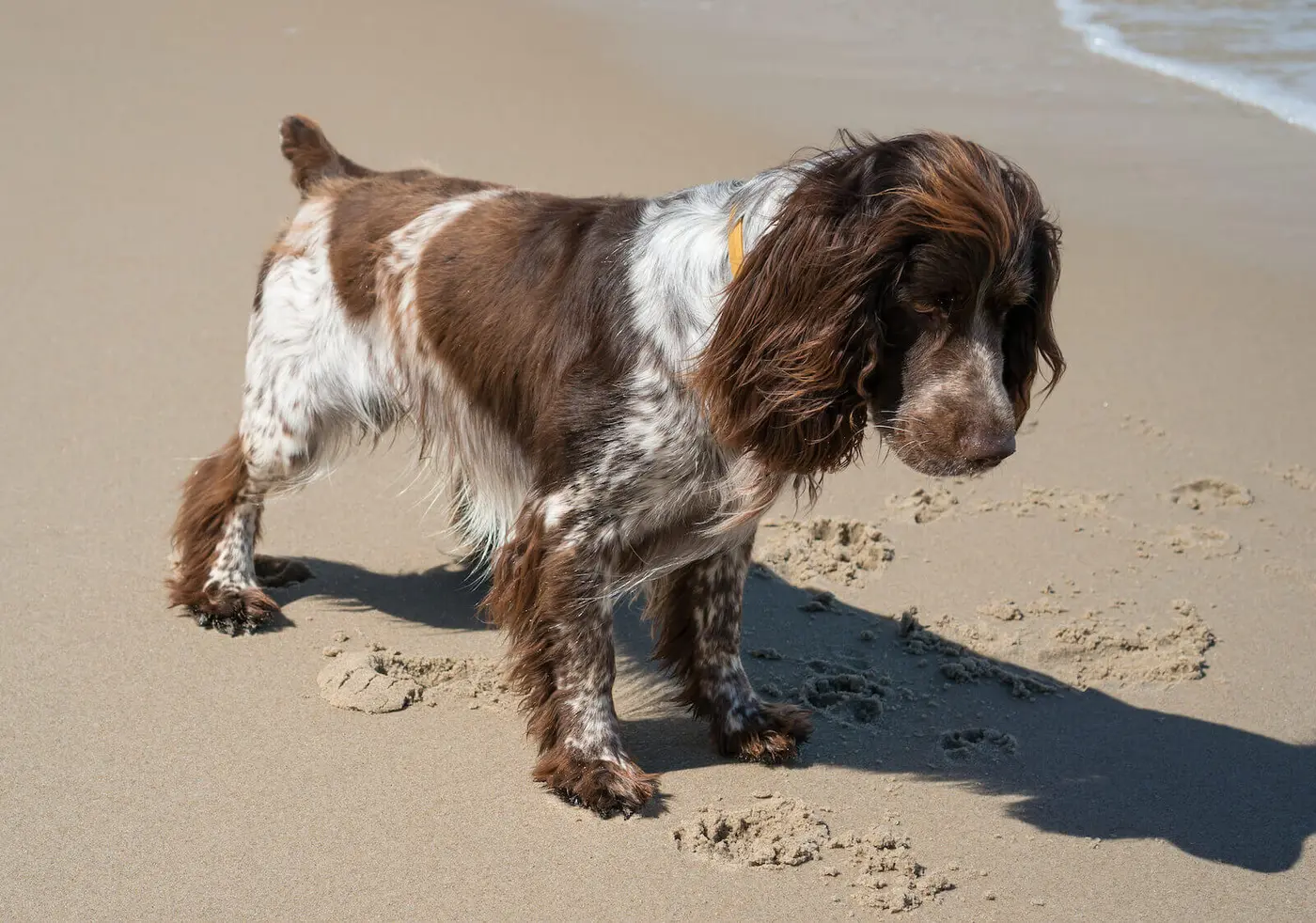 French Spaniel breed photo