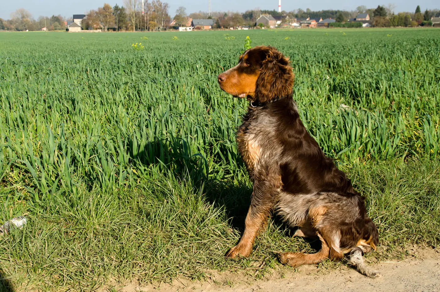 Picardy Spaniel breed photo