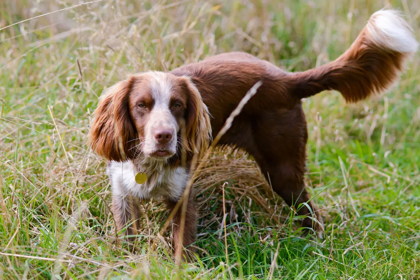 Field Spaniel breed photo