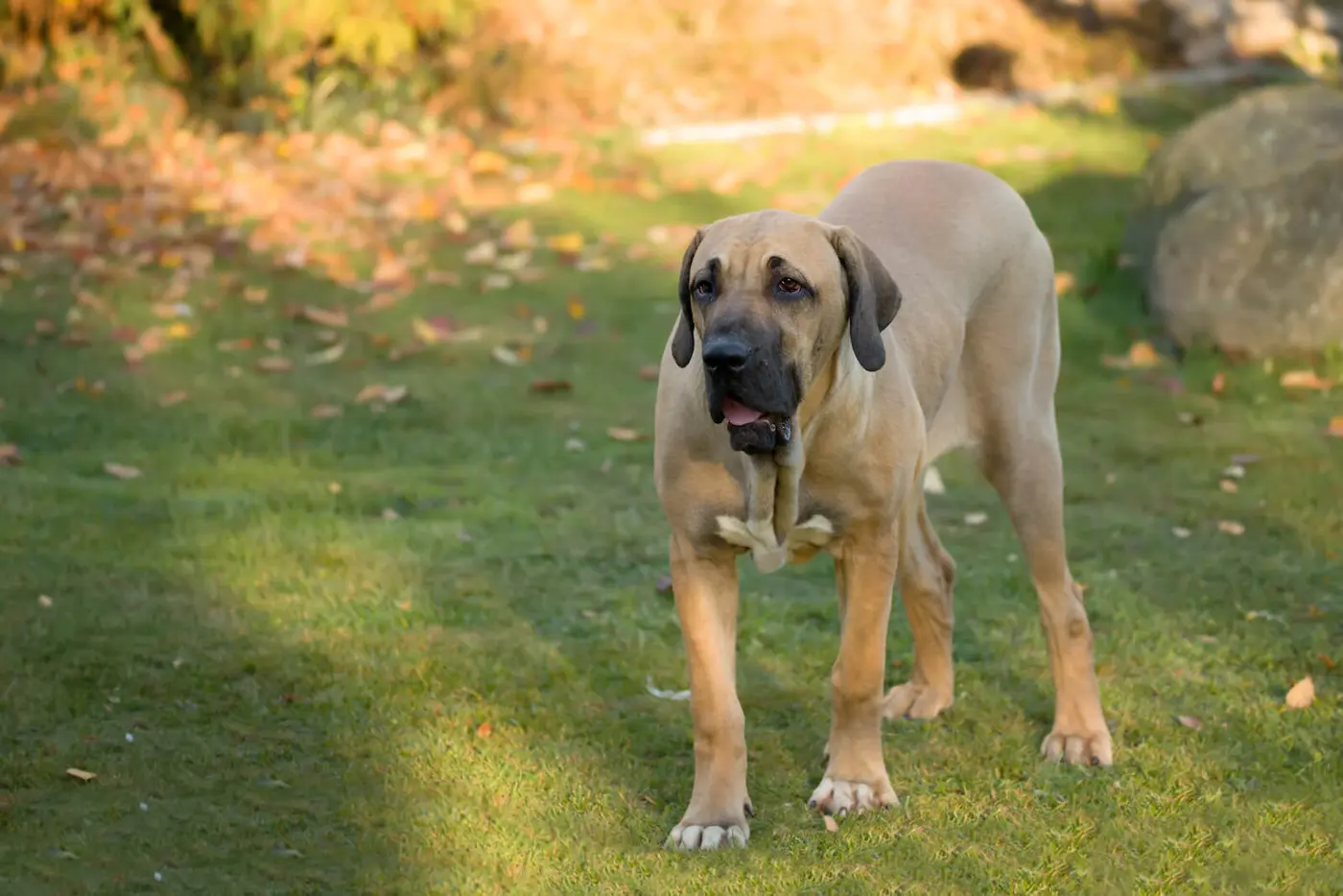 Fila Brasileiro breed photo