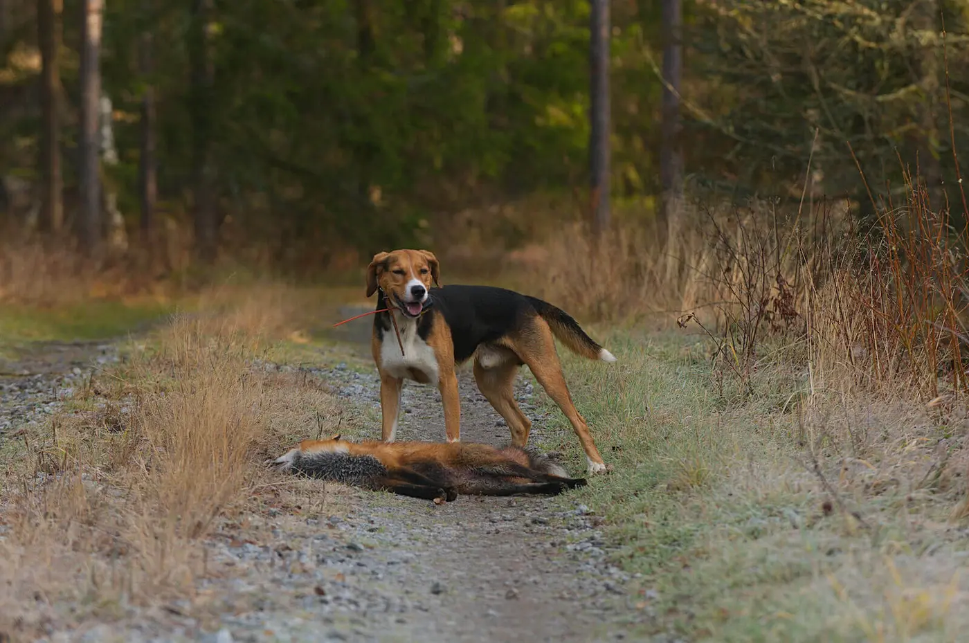 Finnish Hound breed photo