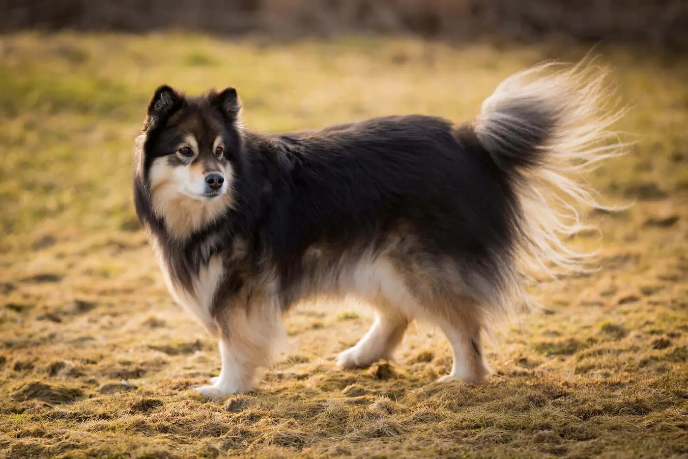 Finnish Lapphund breed photo