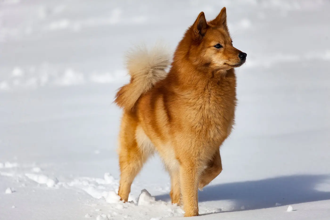 Finnish Spitz breed photo