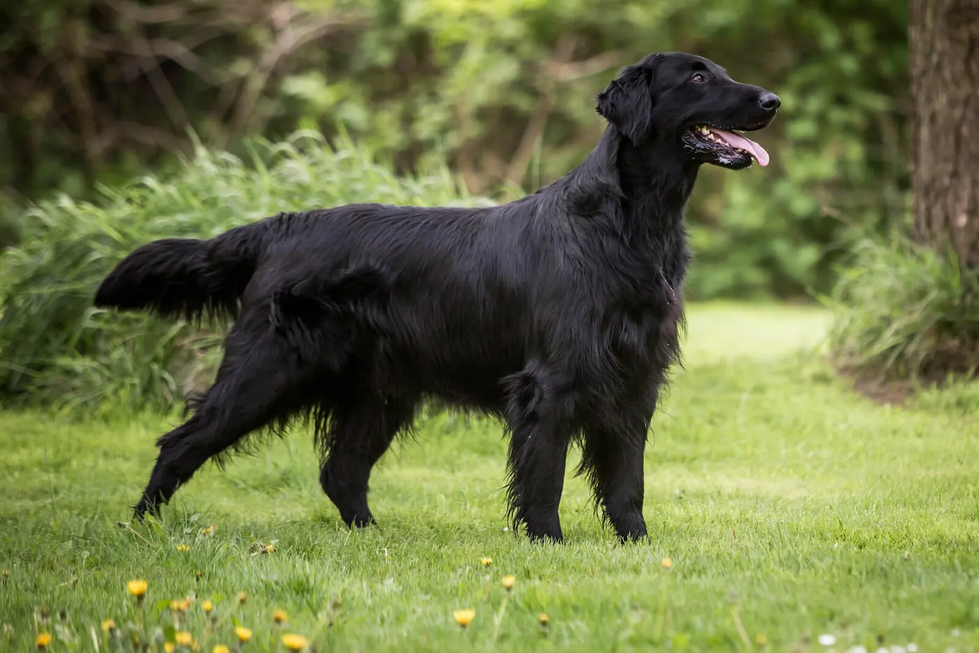 Flat Coated Retriever breed photo