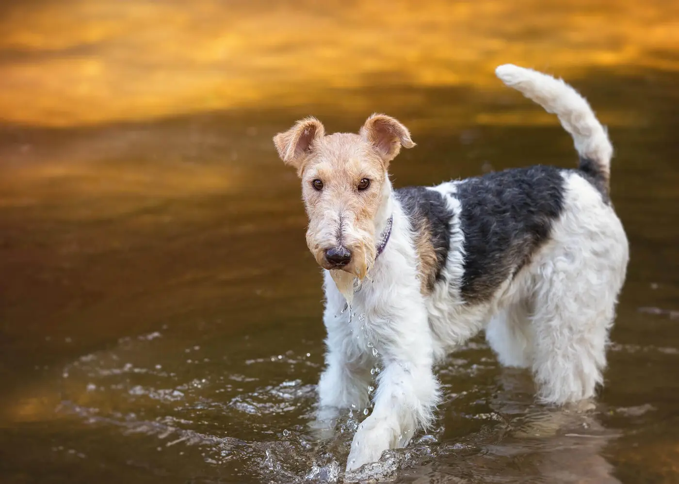 Fox Terrier breed photo