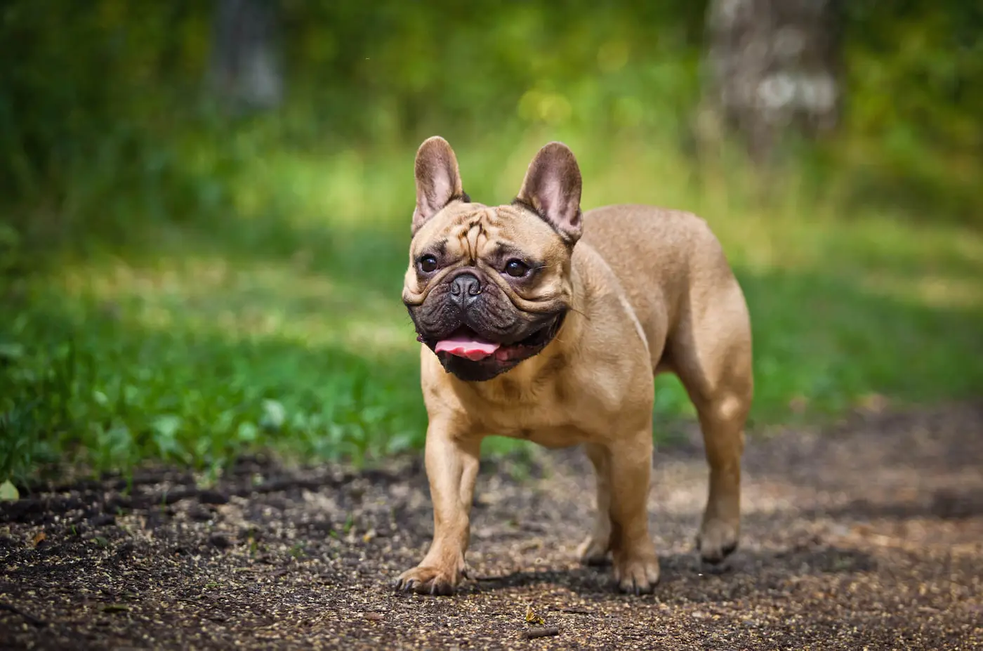 French Bulldog breed photo