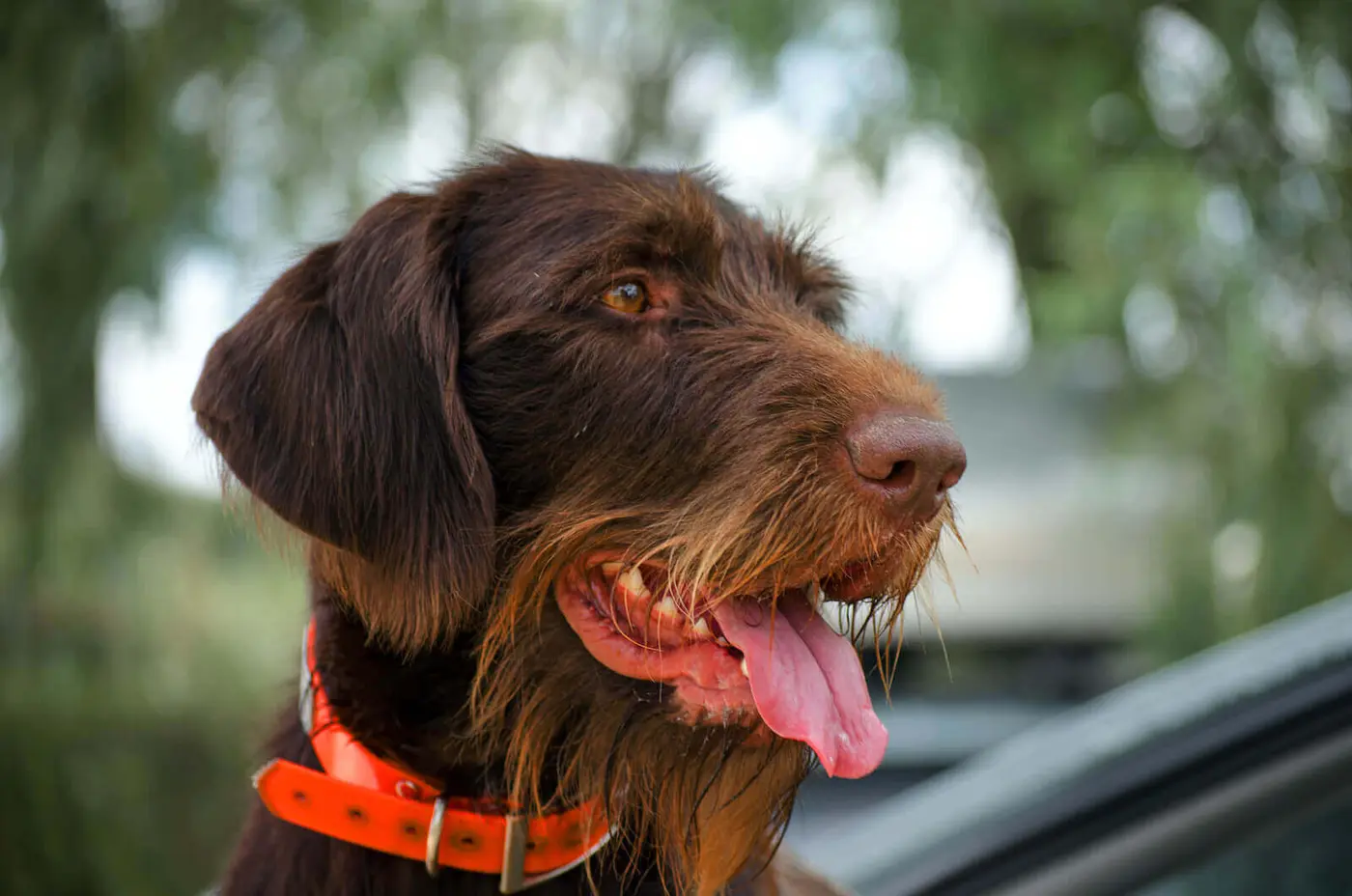German Long-haired Pointer breed photo