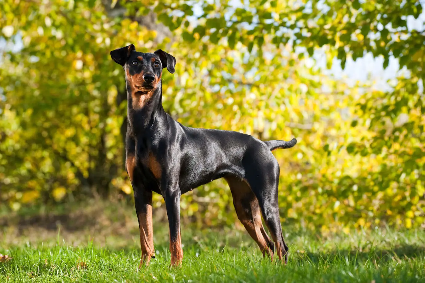 German Pinscher breed photo