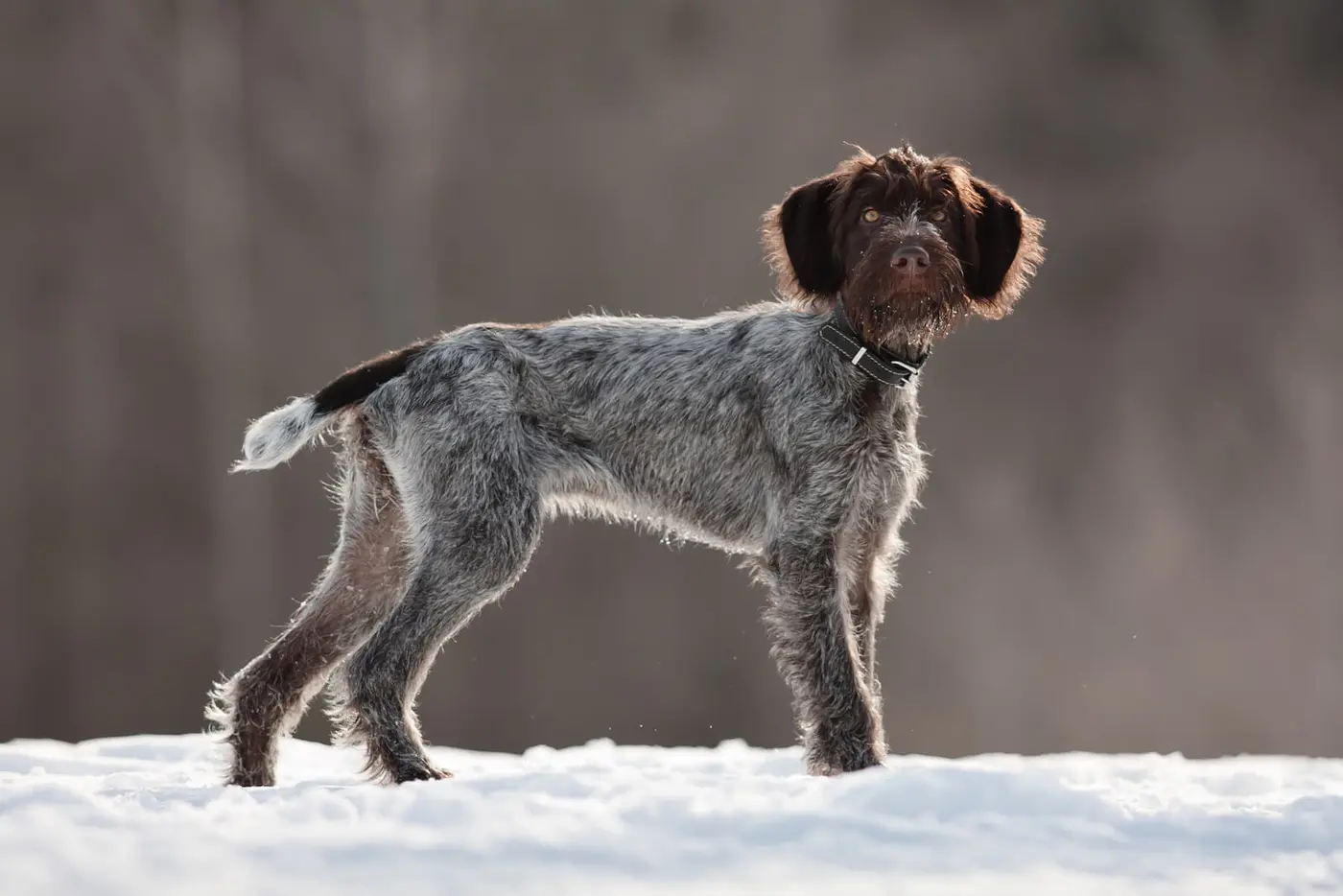 German Rough-haired Pointer breed photo