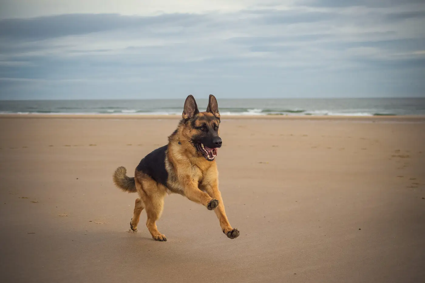 German Shepherd Dog breed photo