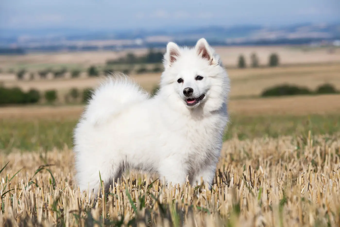 German Spitz breed photo