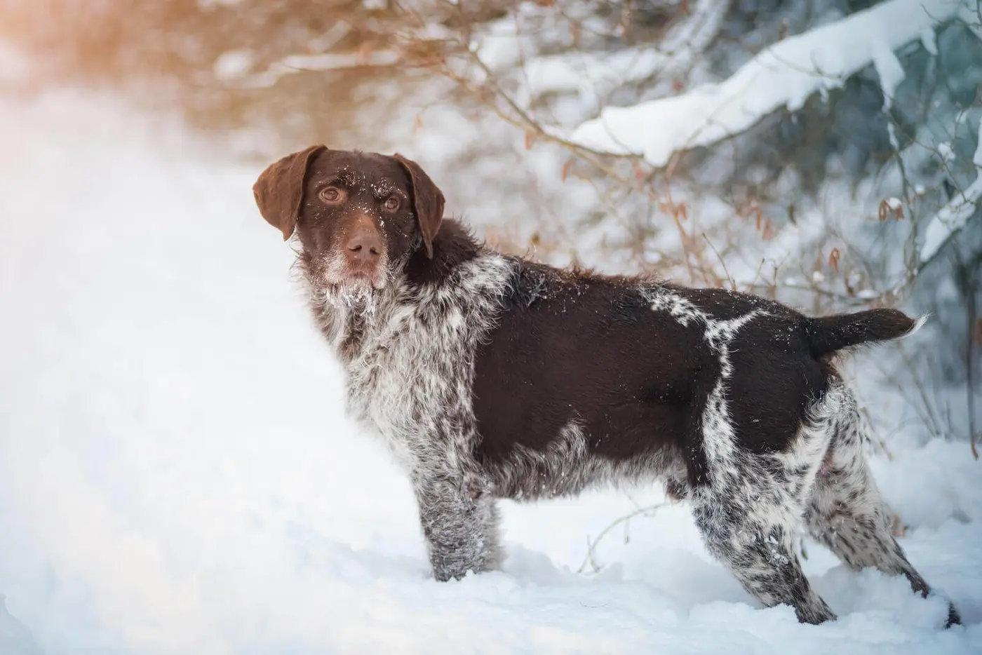 German Wirehaired Pointer breed photo