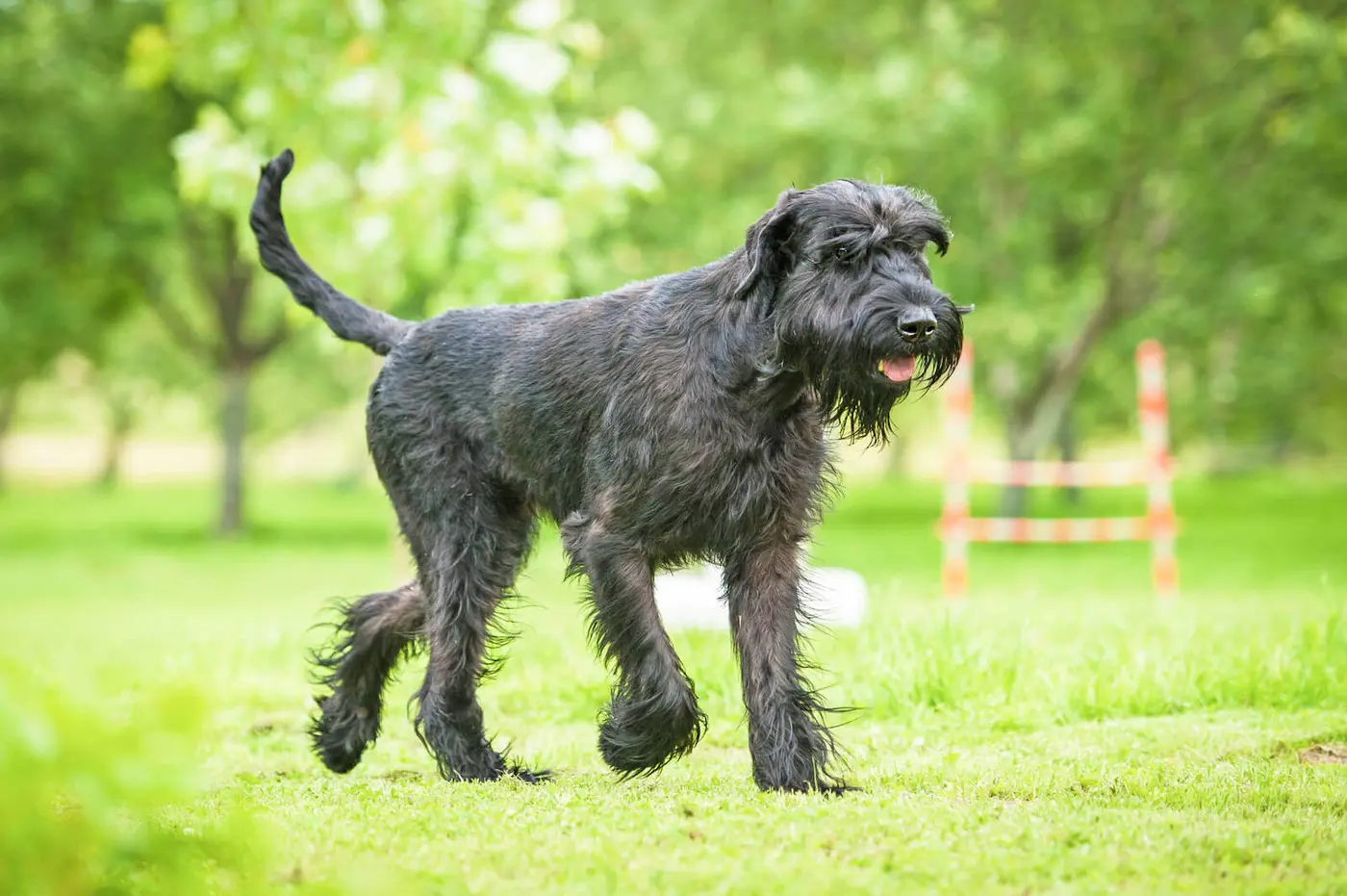 Giant Schnauzer breed photo