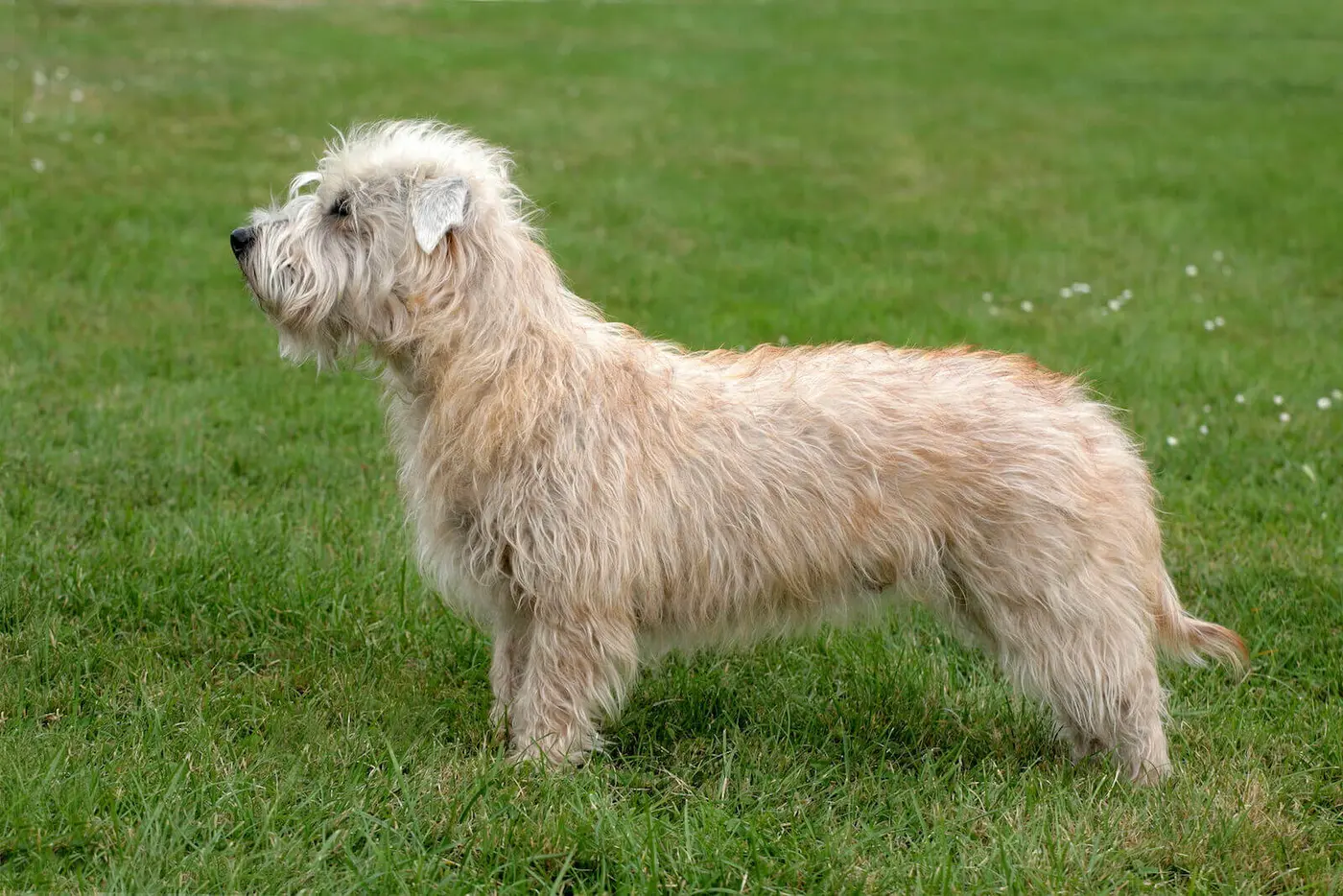 Glen of Imaal Terrier breed photo