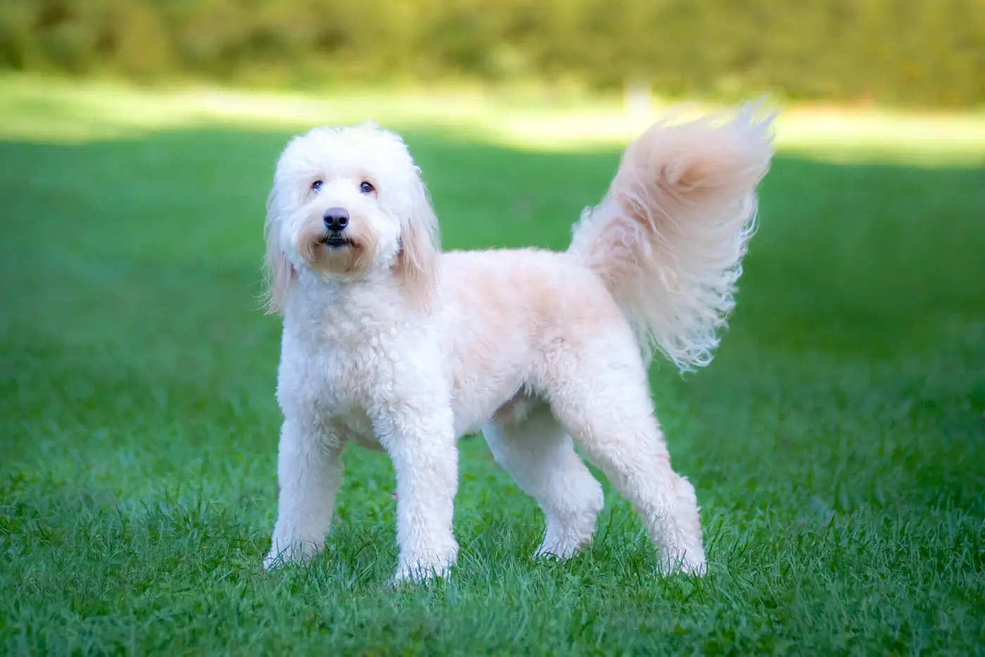 Goldendoodle breed photo