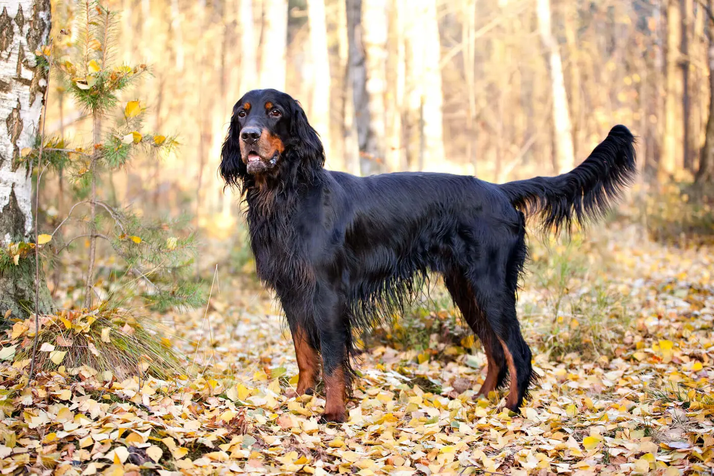 Gordon Setter breed photo
