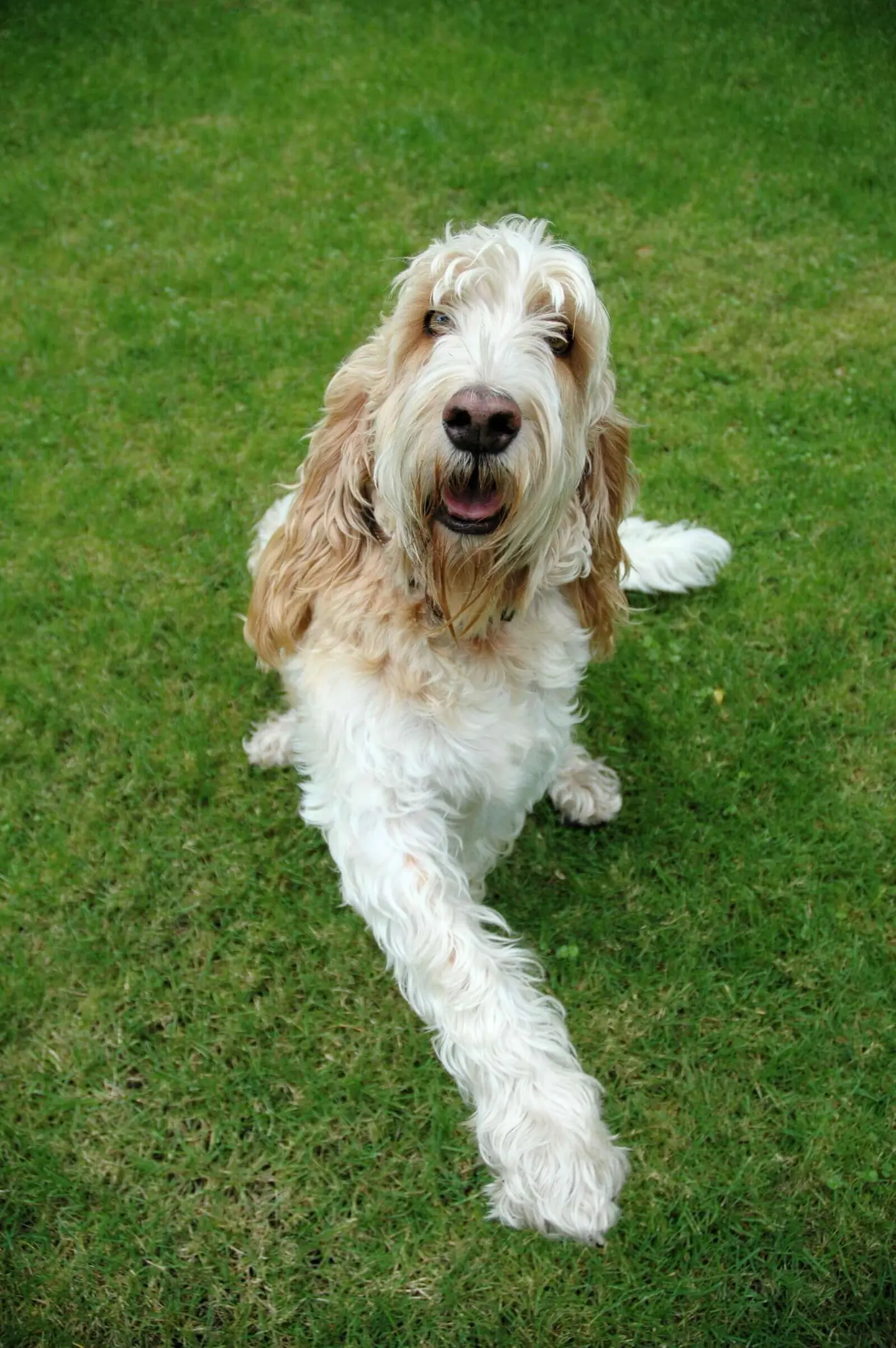 Grand Basset Griffon Vendeen breed photo