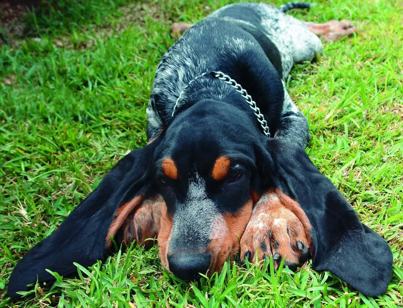 Grand Bleu De Gascogne breed photo