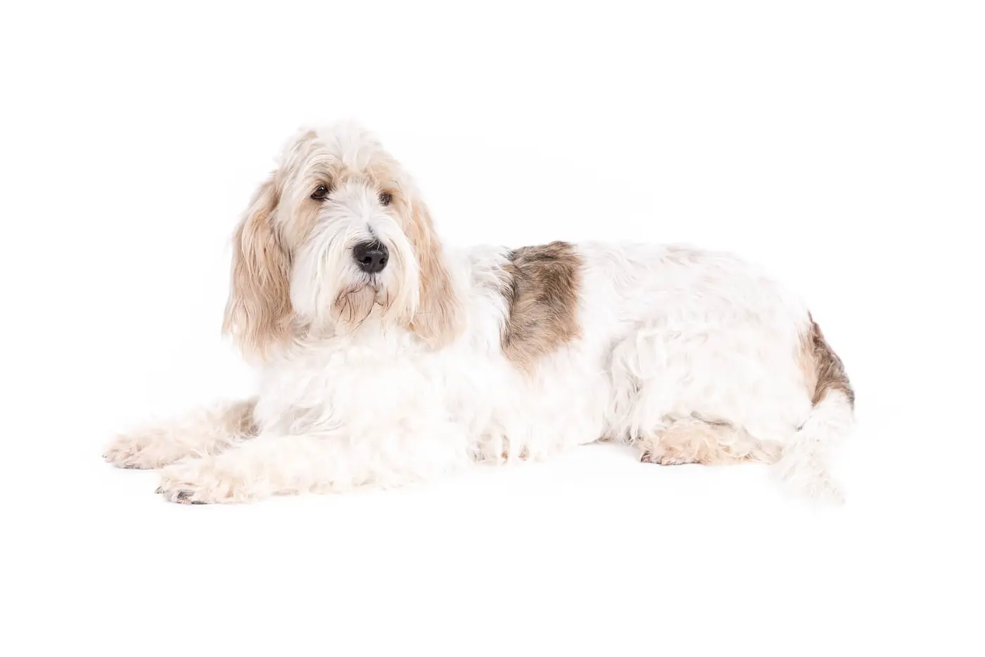 Grand Griffon Vendeen breed photo