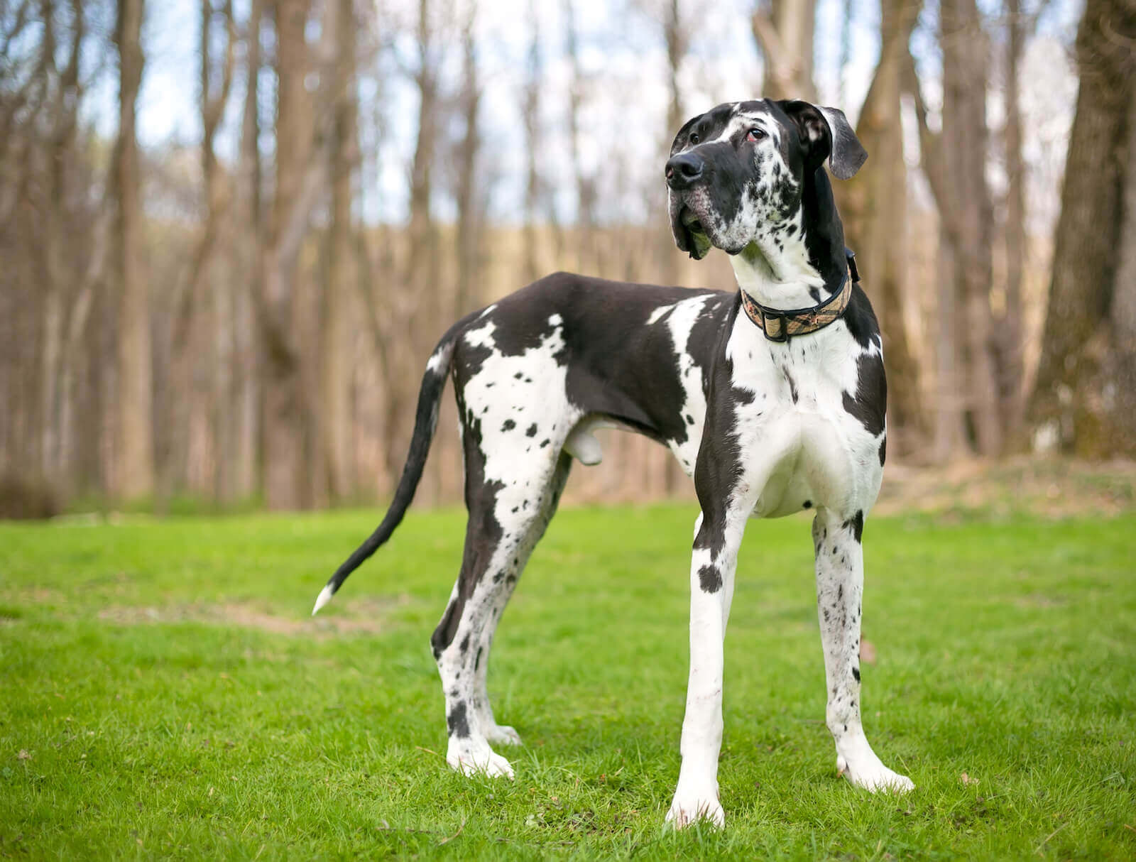 Great Dane puppies for sale in Florida | Puppies.com, image size:1600x1214