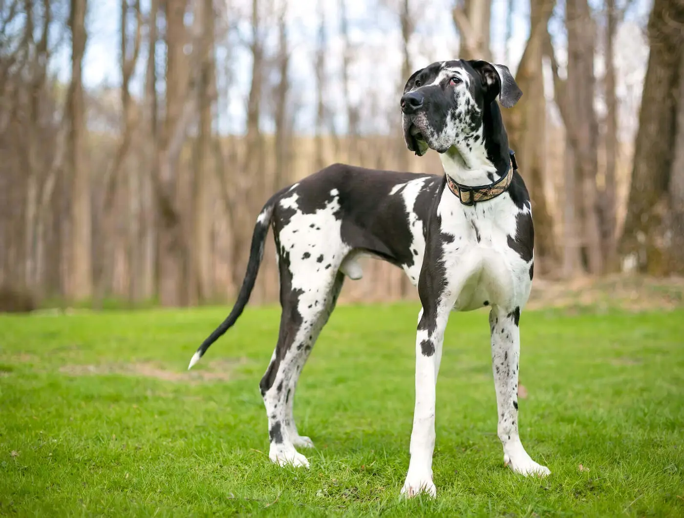 Great Dane breed photo
