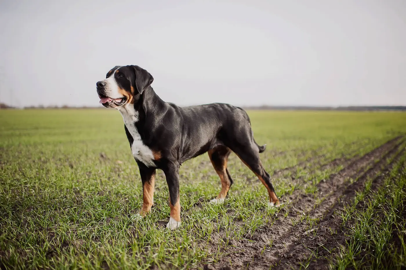 Greater Swiss Mountain Dog breed photo