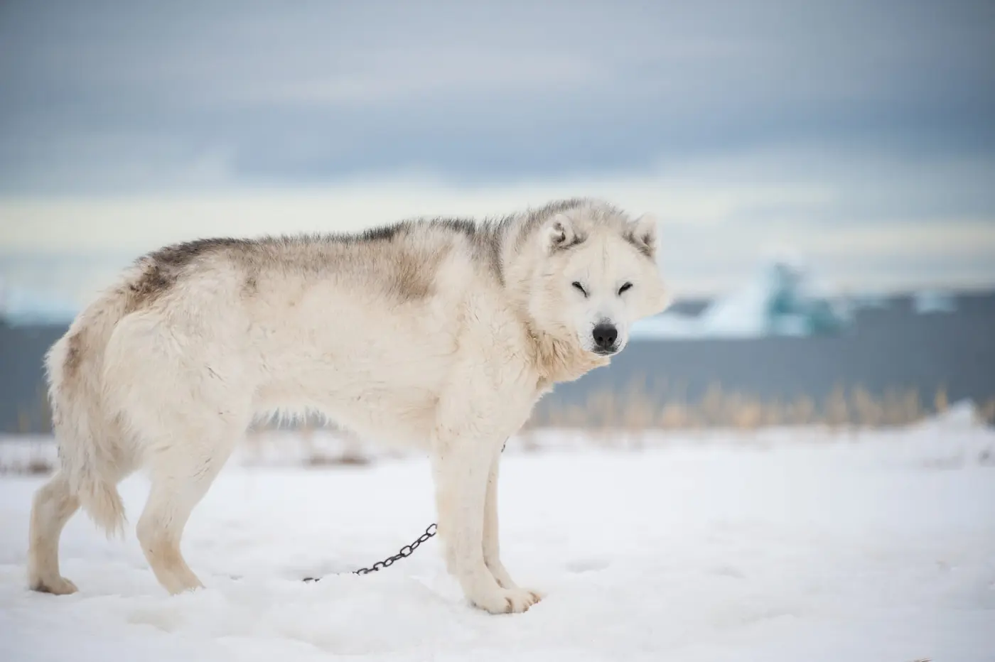 Greenland Dog breed photo