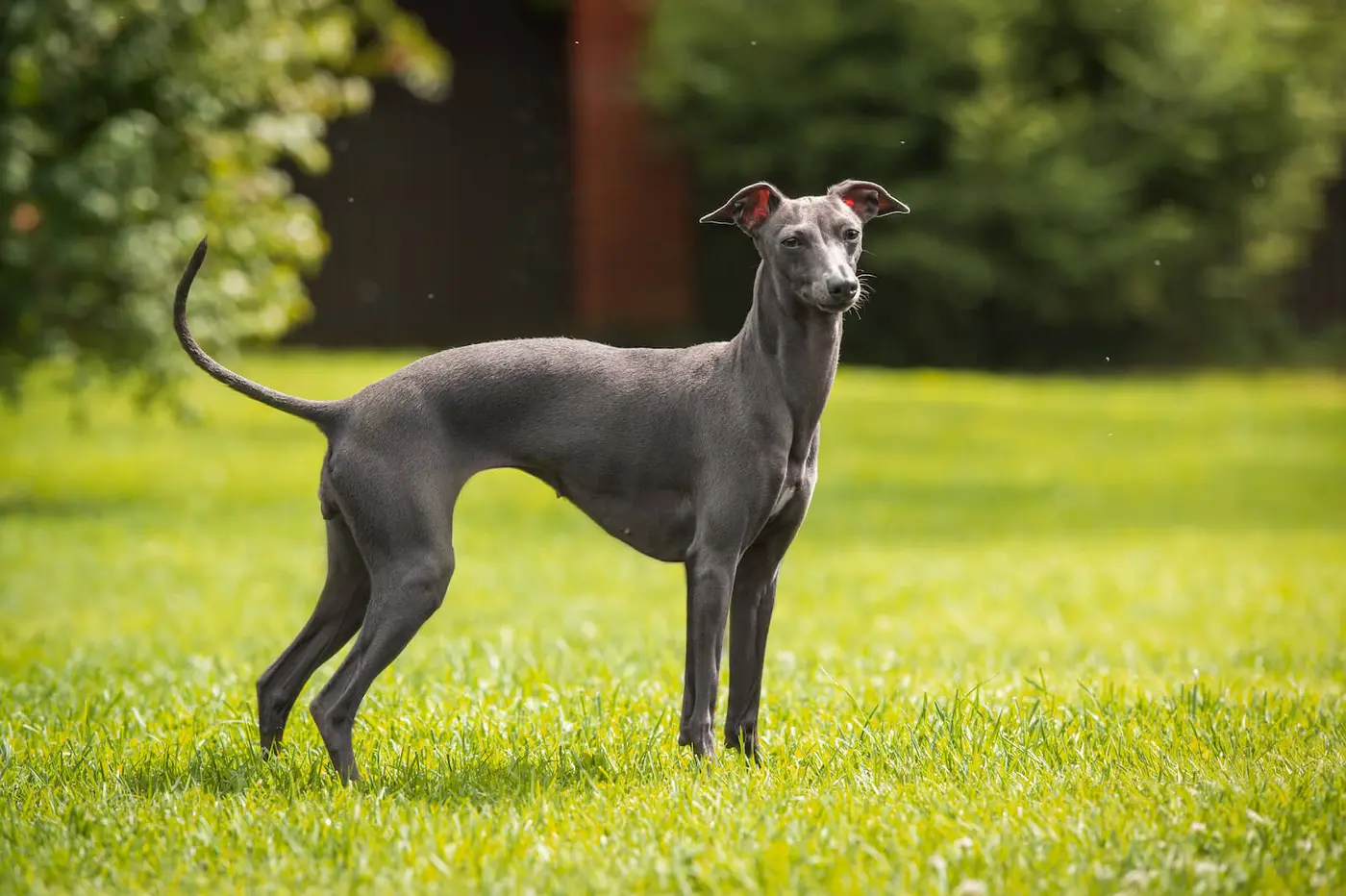 Greyhound breed photo