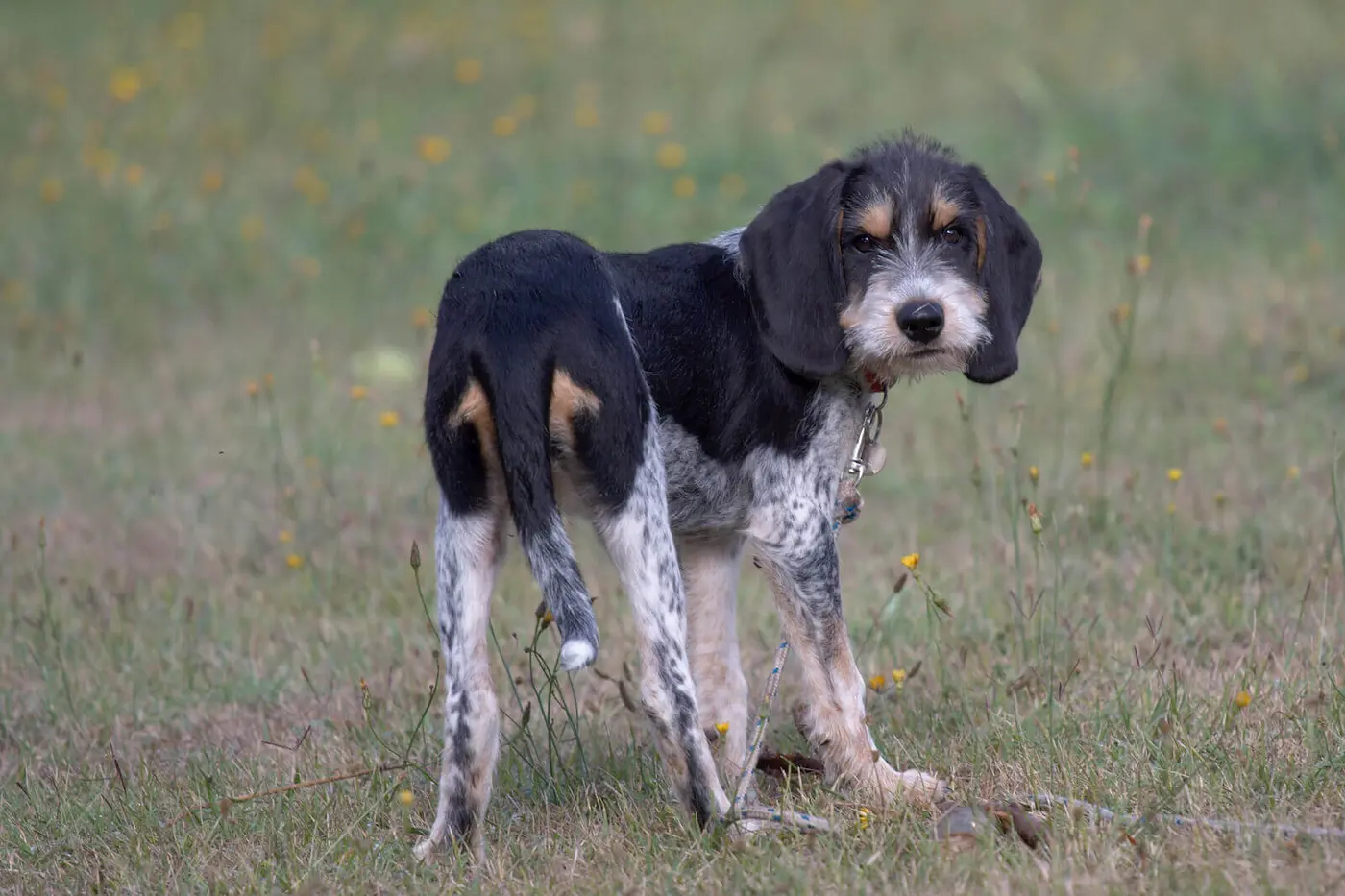 Griffon Bleu de Gascogne breed photo